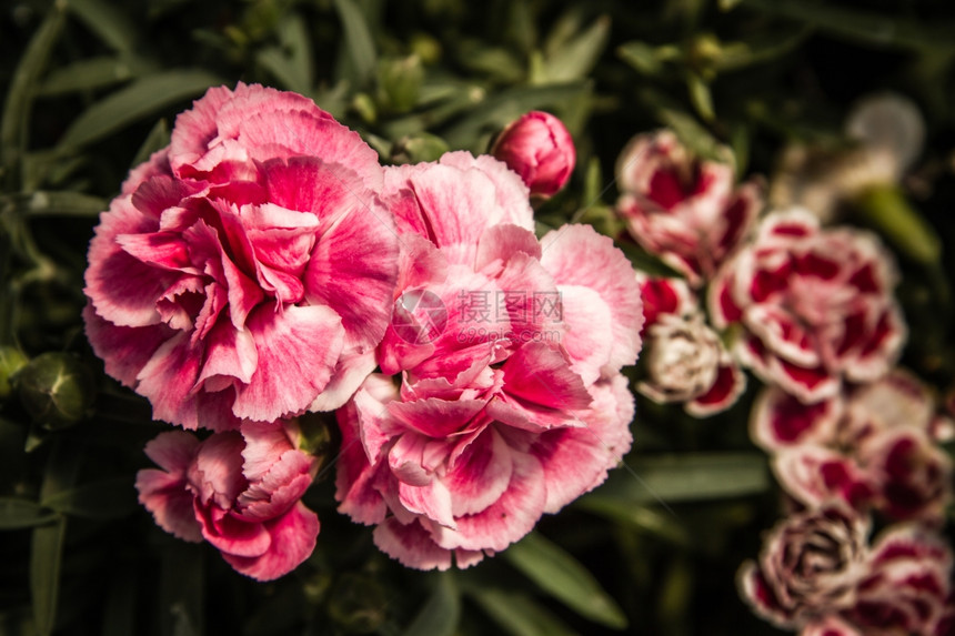 春天在绿色花园的美丽粉红康乃馨花图片