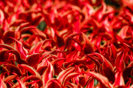 春时美丽的红色郁金香近视图片