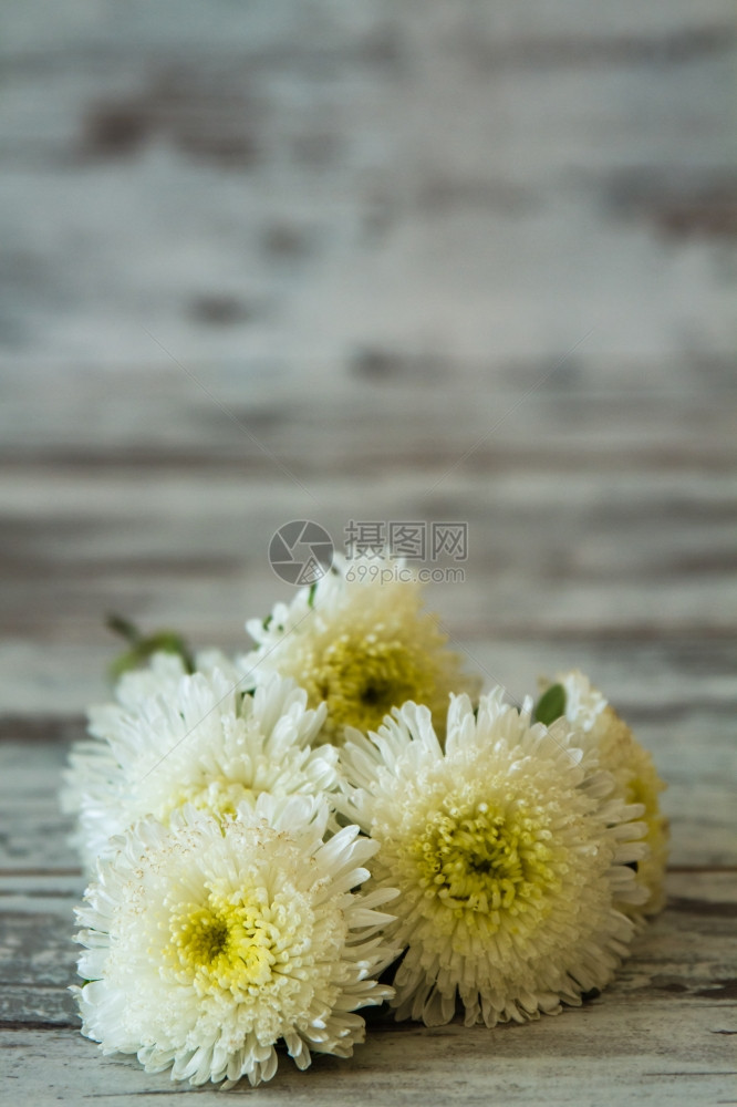 木白背景的菊花图片