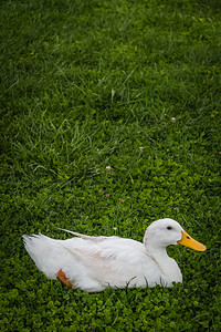 野生绿草上的白鸭图片