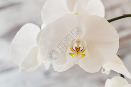 白兰花色木底的透明花盆中白兰图片