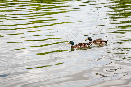 在公园池塘游泳的鸭子图片