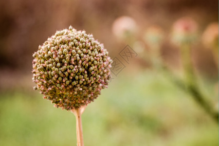 大蒜的花朵天然绿色本底的图片