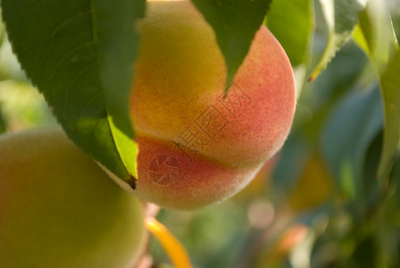 树上桃子缝合图片