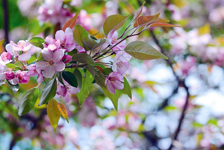 叫做樱花的日本桃图片