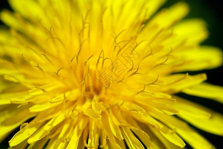 黄春花朵背景图片
