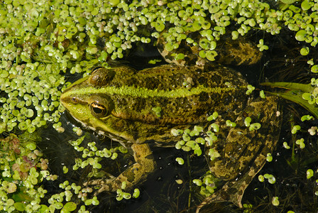 在池塘中的青蛙自然野生物图片