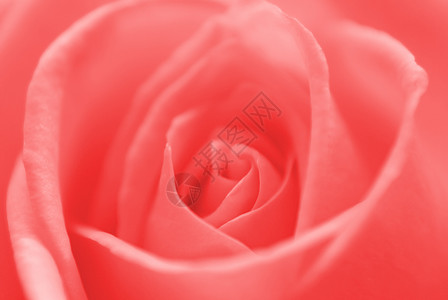 美丽的花朵玫瑰图片
