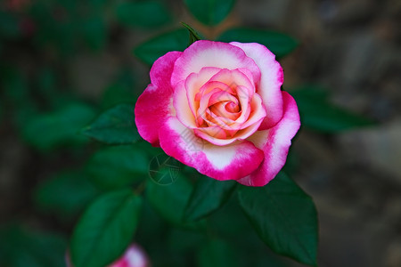 两朵美丽的花玫瑰室外拍摄背景图片