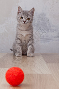 红色的玩具球小红球猫背景