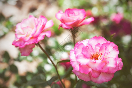 自然中美丽的粉色玫瑰图片