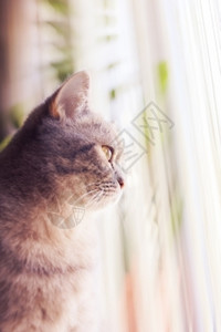 家可爱的条纹猫在窗口的图片