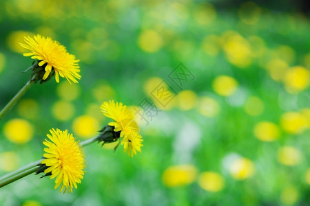 本底草坪上美丽的黄色花朵自然本底图片