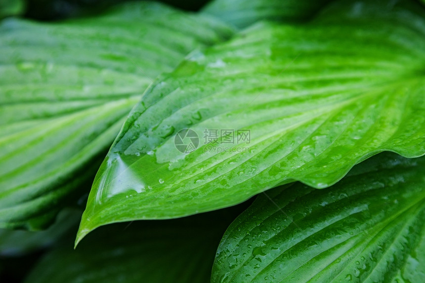 美丽的植物叶雨水滴落室外背景图片