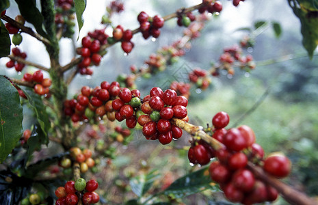 中美洲洪都拉斯科潘山的咖啡种植园图片