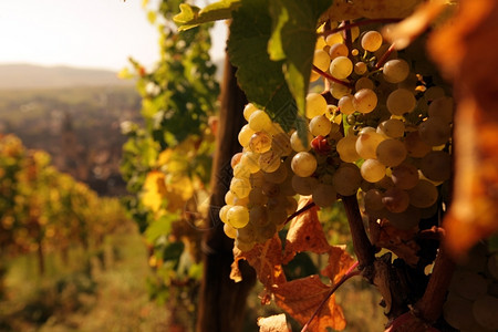 欧洲的法国阿尔萨斯省欧洲Riquewihr村的葡萄酒山图片