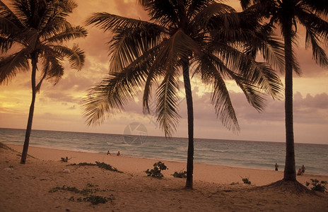加勒比海古巴瓦拉德罗海岸的海滩美洲古巴瓦拉德罗海滩背景图片