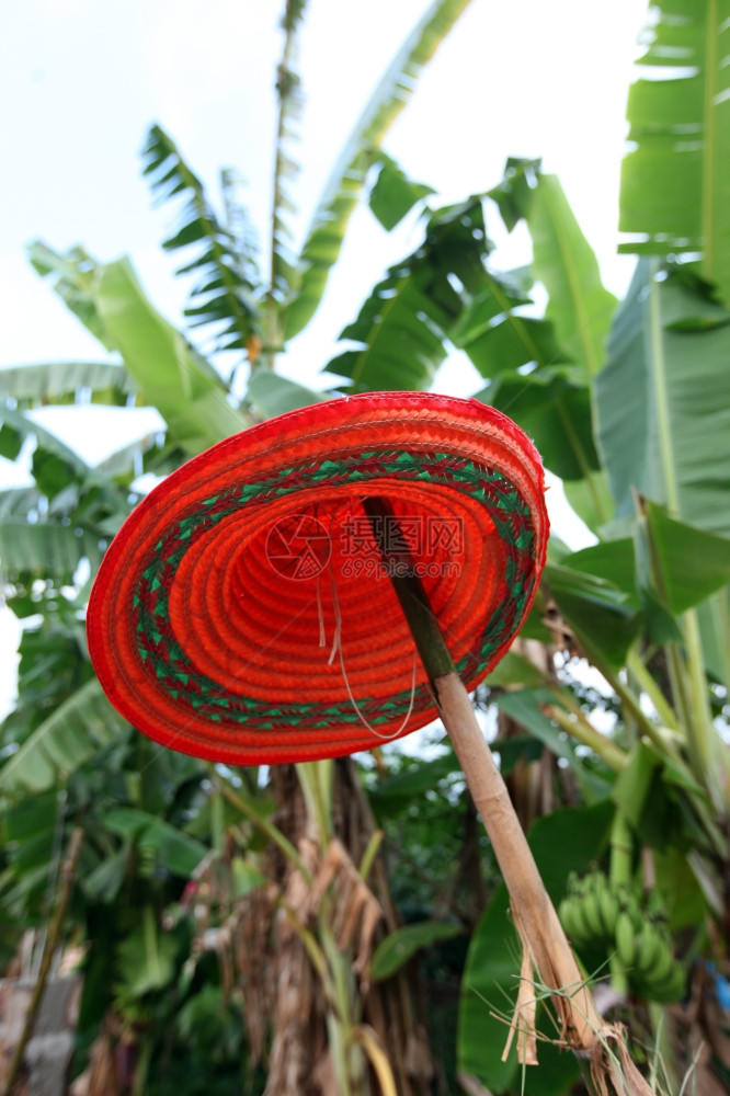 在泰国东北Isan地区的AmnatChanoen市附近的花园里戴帽子图片