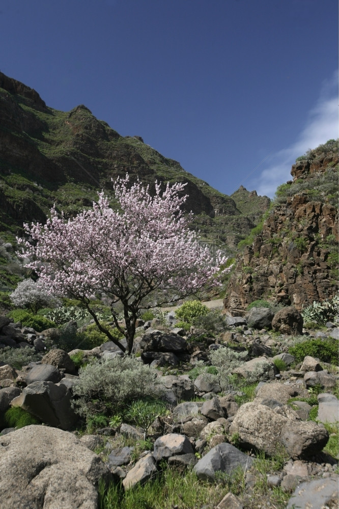 在大西洋中班牙加那利岛的阿吉梅斯河谷瓜亚德克巴兰科带春花的Almont树图片