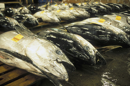 a在亚洲日本东京市Tsukiji鱼市场捕捞金xA背景图片