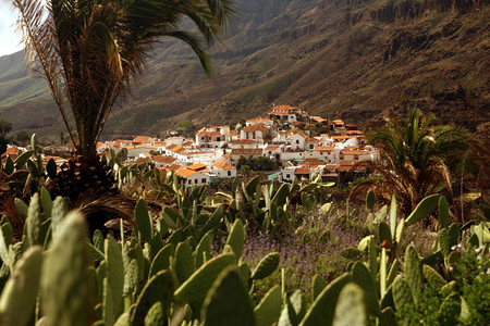 大西洋中班牙加那利岛中心的法塔加山村背景图片