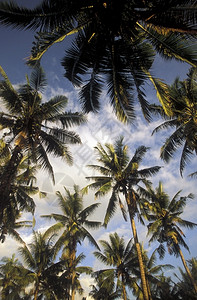 巴厘岛里乌布德市的棕榈树位于东南部的印度群岛图片