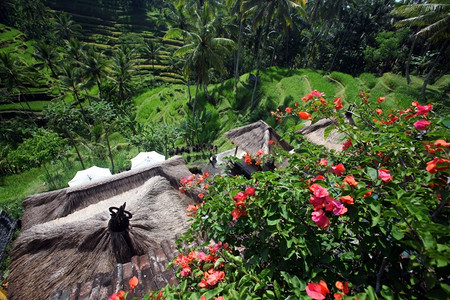 位于巴厘岛乌布德附近位于东南西亚因多尼的布利岛乌加拉朗附近的稻田和景观水梯整洁的Tegallalang背景图片
