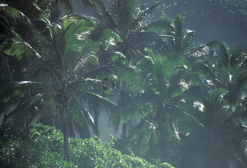 海岸滩上的椰子树如果是印地海中环礁群岛的屿LaDigue岛的话图片