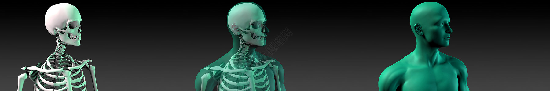 蓝色和黑的人体骨结构图背景图片