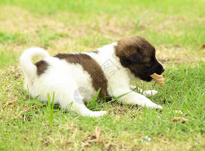 小狗躺在草地上图片