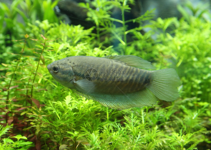 水族馆中的蛇皮美食家图片