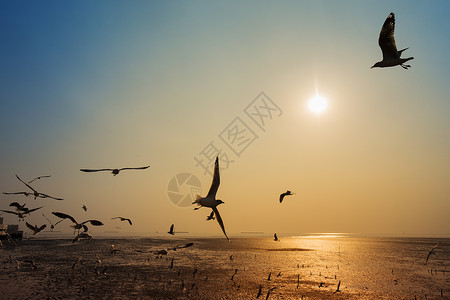 在泰国邦浦海面上鸥随日落在面飞行图片