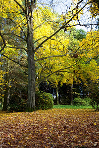 黄树和秋叶地毯在森林中图片