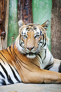 动物园中美丽的大老虎图片