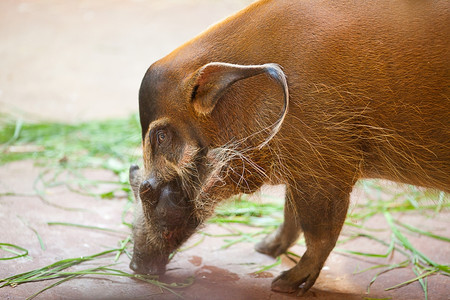 动物园里的野猪泥泞的高清图片素材