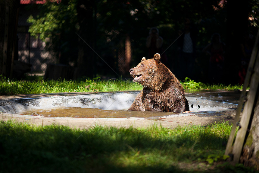 棕熊在大自然上图片