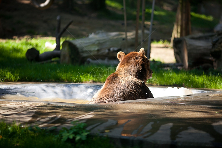 棕熊在大自然上图片