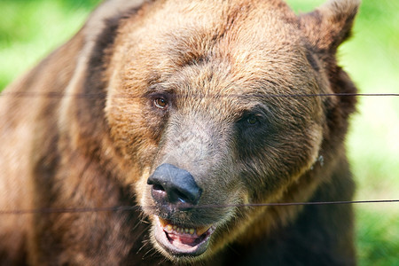 棕熊在大自然上动物高清图片素材