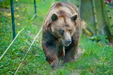 棕熊在大自然上野生的高清图片素材