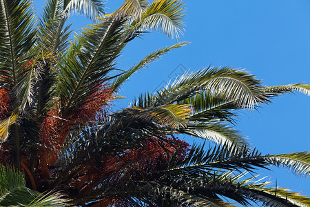 背景上的棕榈树a南方蓝天高清图片