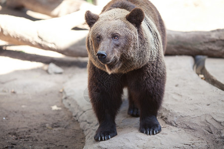 棕熊在动物园的开放笼子里白天高清图片素材