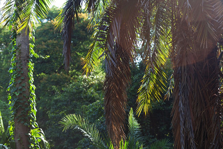 阳光下棕榈树的枝叶图片