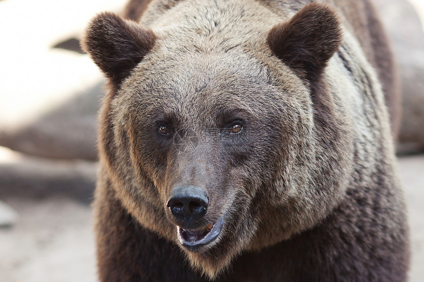 野外美丽的棕熊肖像图片