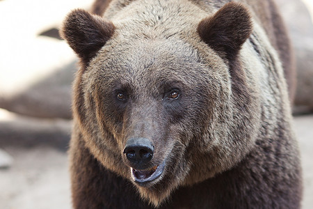 野外美丽的棕熊肖像夏天高清图片素材
