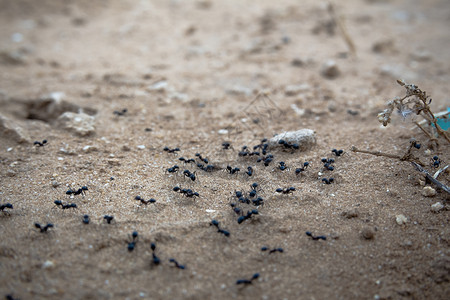 蚂蚁线一群黑蚂蚁在土上行走的近距离镜头背景