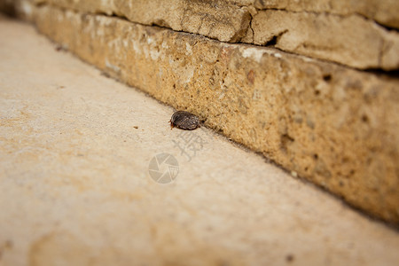 雌沙漠沙蟑螂非洲沙蟑螂背景图片
