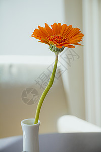 白色花瓶中的橙朵白背景的花瓶高清图片