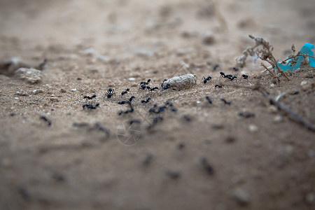 蚂蚁线一群黑蚂蚁在土上行走的近距离镜头背景