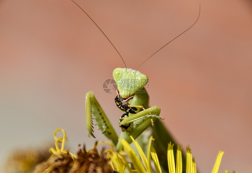 雌祈祷的蚂蚁吃黄蜂雌爱的蚂蚁吃黄蜂雌爱的鹦鹉吃黄蜂图片
