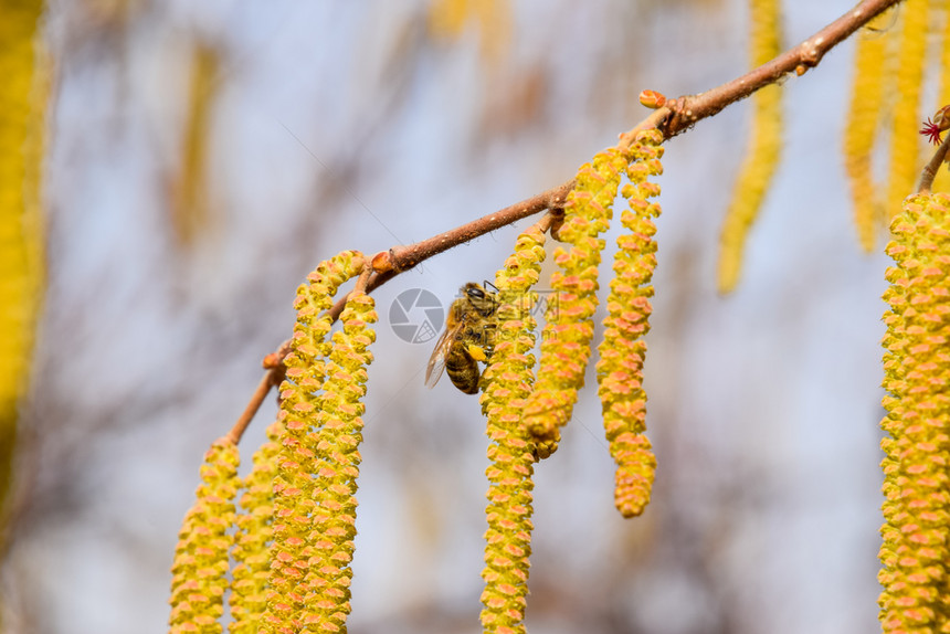 蜜蜂耳环子花朵海瑟在树枝上蜜蜂子花朵图片